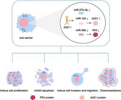 The role of lncRNAs and XIST in oral cancer